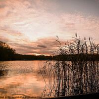 Buy canvas prints of Sunrise and Reeds by Reidy's Photos
