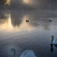 Buy canvas prints of Misty Sunrise Swan by Reidy's Photos