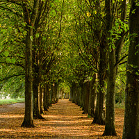 Buy canvas prints of Avenue of Trees  by Reidy's Photos