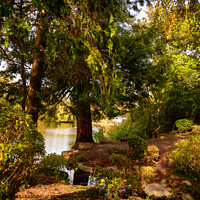 Buy canvas prints of Redwood By the Lake at Queen's Park Swindon by Reidy's Photos
