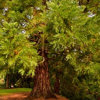 Buy canvas prints of Queen's Park Redwood by Reidy's Photos