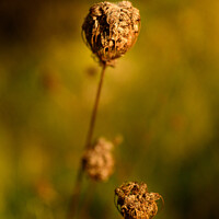 Buy canvas prints of Golden Seed Pod by Reidy's Photos