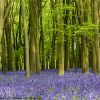Buy canvas prints of Bluebell Carpet by Reidy's Photos