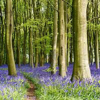 Buy canvas prints of Through the Bluebells by Reidy's Photos
