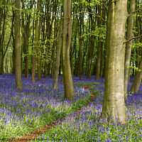 Buy canvas prints of Pathway Through the Bluebells by Reidy's Photos