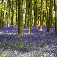 Buy canvas prints of Beautiful Bluebells by Reidy's Photos