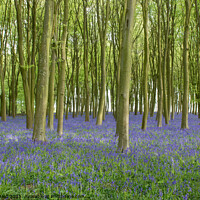 Buy canvas prints of British Bluebell Carpet by Reidy's Photos