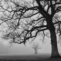 Buy canvas prints of Misty Trees by Reidy's Photos