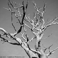 Buy canvas prints of Black and White Dead Tree by Reidy's Photos