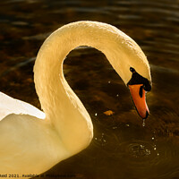 Buy canvas prints of Swan Lake by Reidy's Photos