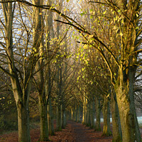 Buy canvas prints of Coate Water Avenue of Trees by Reidy's Photos