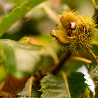 Buy canvas prints of Sweet Chestnut Bud by Reidy's Photos