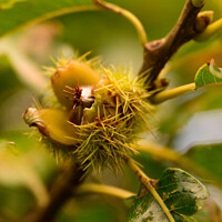 Buy canvas prints of Conker Close Up by Reidy's Photos