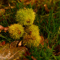 Buy canvas prints of Sweet Chestnut Conker Pile by Reidy's Photos