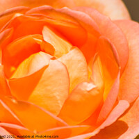 Buy canvas prints of Orange Rose by Reidy's Photos