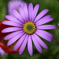 Buy canvas prints of Pink Daisy flower by Reidy's Photos