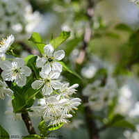 Buy canvas prints of Apple Blossom Tree by Reidy's Photos