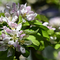 Buy canvas prints of Apple Blossom by Reidy's Photos