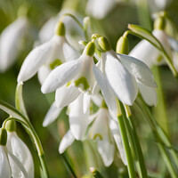 Buy canvas prints of 1st Snowdrops by Reidy's Photos