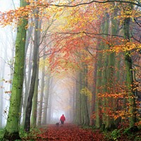 Buy canvas prints of A walk through the woods in autumn. by mick vardy