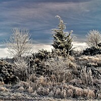 Buy canvas prints of Winter hoar frost near Bingfield. by mick vardy