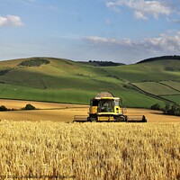 Buy canvas prints of Harvesting barley on the Cheviots. by mick vardy