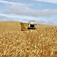 Buy canvas prints of Harvesting wheat on the humpy field by mick vardy