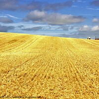 Buy canvas prints of Cutting wheat in Northumberland. by mick vardy