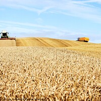 Buy canvas prints of Harvesting wheat on the humpy field by mick vardy