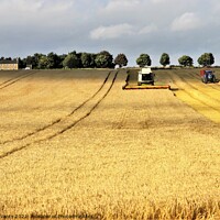 Buy canvas prints of Harvesting barley in Northumberland. by mick vardy