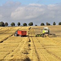 Buy canvas prints of Harvesting barley near Wylam Northumberland. by mick vardy