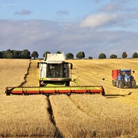 Buy canvas prints of Cutting barley in Northumberland. by mick vardy