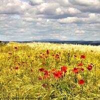 Buy canvas prints of Poppies amongst the wheat. by mick vardy