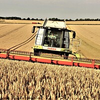 Buy canvas prints of Harvesting wheat in Northumberland. by mick vardy