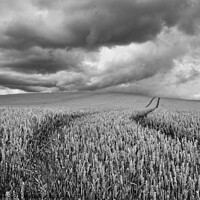 Buy canvas prints of Storm clouds over the wheat. by mick vardy