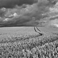 Buy canvas prints of Wheat on the humpy field with storm clouds. by mick vardy