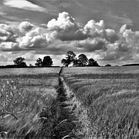 Buy canvas prints of A path across the field. by mick vardy