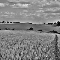 Buy canvas prints of  The humpy field. by mick vardy