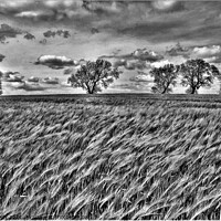 Buy canvas prints of The wind that blows the barley. by mick vardy