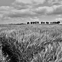 Buy canvas prints of Tramlines in the barley field. by mick vardy