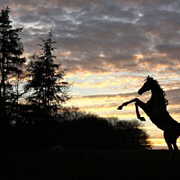 Buy canvas prints of A chrome sky sunset with rearing stallion. by mick vardy