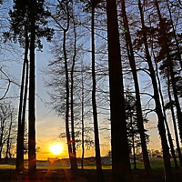Buy canvas prints of Woodland sunset by mick vardy