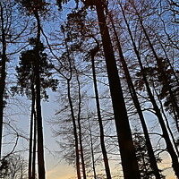 Buy canvas prints of Sunset through the pines by mick vardy