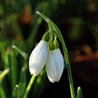 Buy canvas prints of The lovely snowdrop by ANN RENFREW