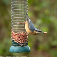 Buy canvas prints of Nuthatch at Feeder by ANN RENFREW