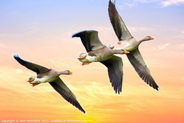 Geese flying in the sunset. Picture Board by ANN RENFREW