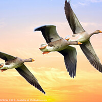 Buy canvas prints of Geese flying in the sunset. by ANN RENFREW