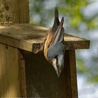 Buy canvas prints of Nuthatch holds on tight. by ANN RENFREW