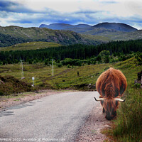 Buy canvas prints of Highland coo  by ANN RENFREW