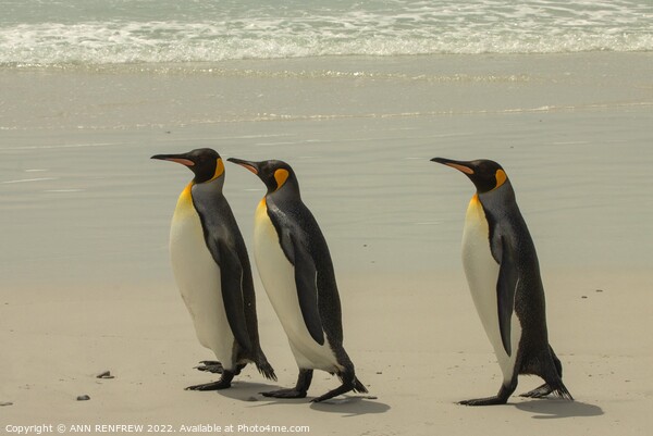 King Penguins Walk Tall Picture Board by ANN RENFREW